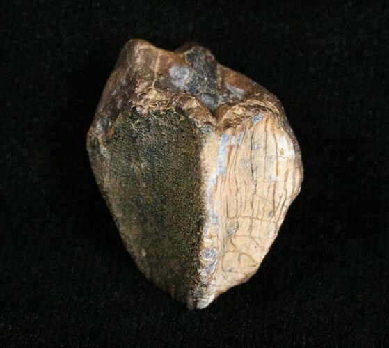 Partially Worn Triceratops Tooth - #4473